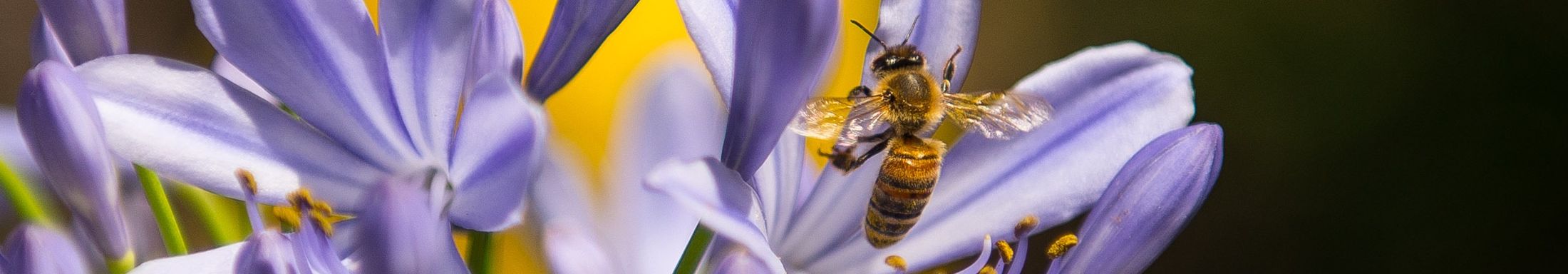Domácí včelí med od Harryho včel z Moravy a Jizerských hor / harryho.cz